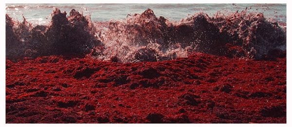 MISSHA Time Revolution Red Algae Revitalizing Serum 40ml - Image 3